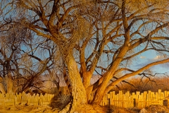 HONORABLE MENTION, OIL/ACRYLIC: Juan Wijngaard