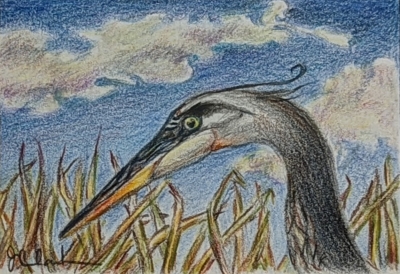 3RD PLACE COLORED PENCIL: Judy Clark