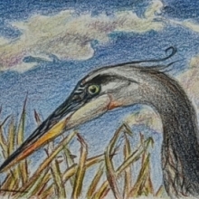 3RD PLACE COLORED PENCIL: Judy Clark